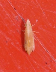 Neomegamelanus lautus