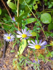 Aster indicus