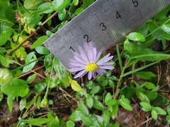 Aster indicus