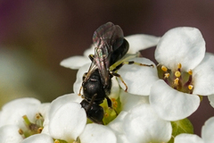 Hylaeus mesillae cressoni