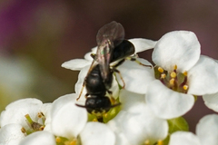 Hylaeus mesillae cressoni