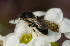 Hylaeus mesillae cressoni