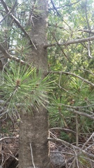 Pinus heldreichii