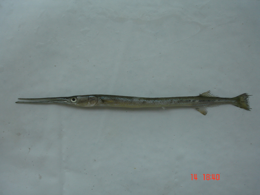Shoulderspot needlefish (Strongylura scapularis) — Belonidae