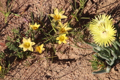 Romulea citrina