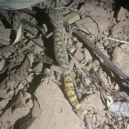 Lawder’s bent-toed Gecko, Cyrtodactylus lawderanus