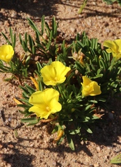 Oxalis namaquana