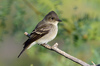 Western Wood-Pewee - Photo (c) Ad Konings, some rights reserved (CC BY-NC), uploaded by Ad Konings
