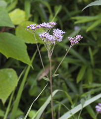 Eupatorium lindleyanum