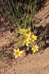 Romulea citrina
