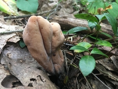 Clavariadelphus americanus