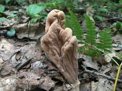 Clavariadelphus americanus