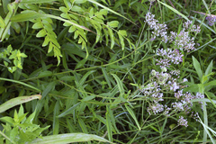 Eupatorium lindleyanum