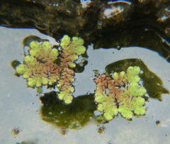 Azolla caroliniana