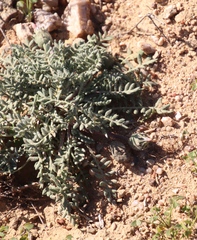 Gazania leiopoda