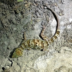 Banded Bent-Toed Gecko photo 4