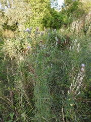 Cirsium arvense arvense
