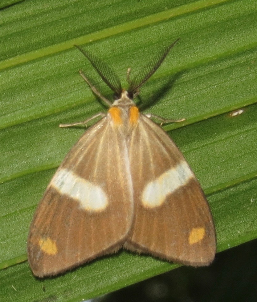 Nebulosa