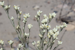 Pseudognaphalium leucocephalum