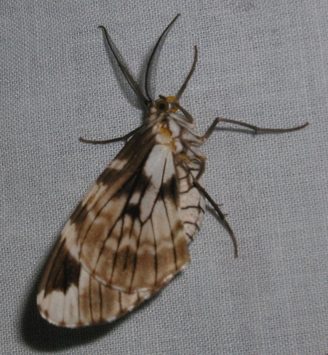 Nephodia