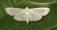 Neurophyseta