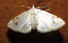 Neurophyseta