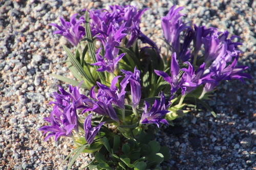 Babiana curviscapa