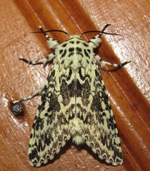 Lichnoptera