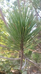 Pinus heldreichii