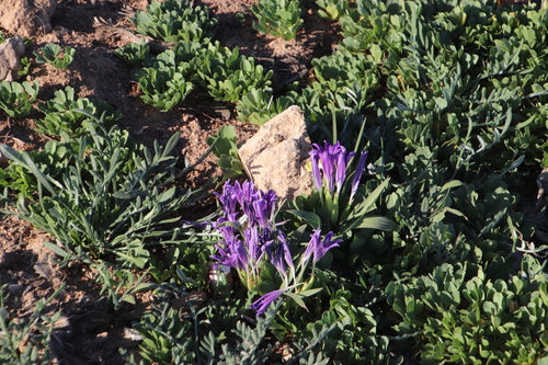Babiana curviscapa