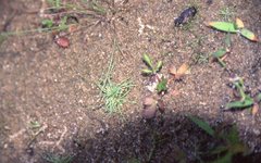 Cyperus subsquarrosus