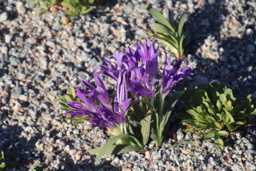 Babiana curviscapa