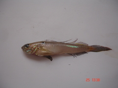 Balboa Goby photo 3