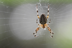 Araneus diadematus
