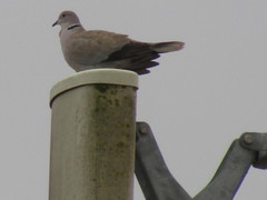 Streptopelia decaocto