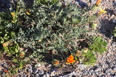 Gazania leiopoda