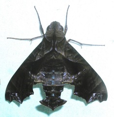 Image of Nyceryx tacita