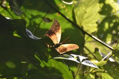 Charaxes acuminatus