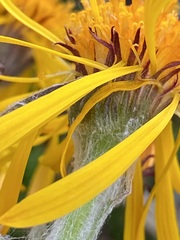 Tephroseris lindstroemii