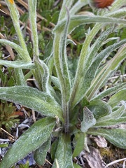 Tephroseris lindstroemii