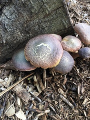 Gymnopilus dilepis