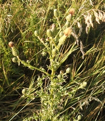 Cirsium arvense arvense