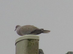 Streptopelia decaocto