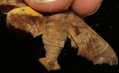 Nyceryx tacita