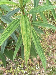 Boehmeria penduliflora