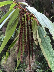 Boehmeria penduliflora