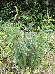 Boehmeria penduliflora