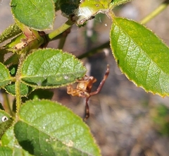 Gonocerus acuteangulatus