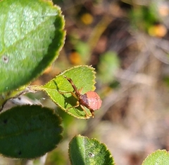 Gonocerus acuteangulatus