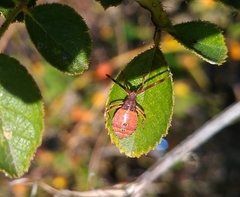 Gonocerus acuteangulatus